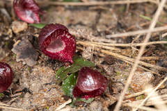 Corybas undulatus