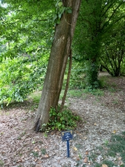 Quercus hartwissiana