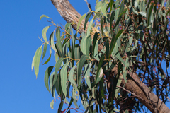 Eucalyptus planchoniana