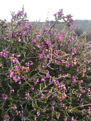 Erica trichostigma