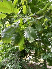 Quercus hartwissiana