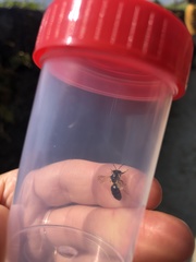 Andrena