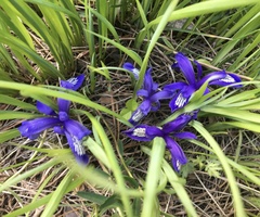 Iris ruthenica