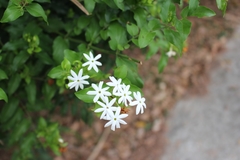 Jasminum elongatum