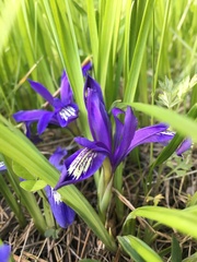 Iris ruthenica