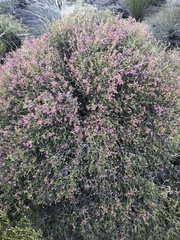 Erica trichostigma