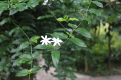 Jasminum elongatum