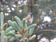 Passer montanus