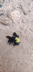 Xylocopa ruficornis