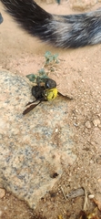Xylocopa ruficornis