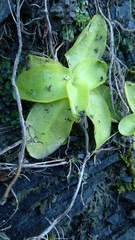 Pinguicula grandiflora