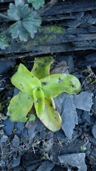 Pinguicula grandiflora
