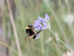 Bombus