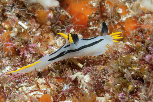 Polycera capensis
