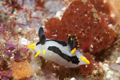 Polycera capensis