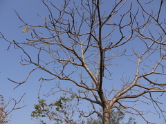 Sterculia villosa