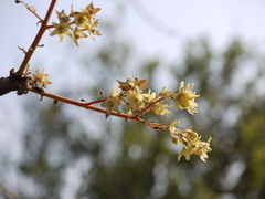 Sterculia villosa