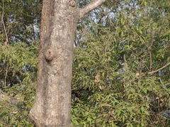 Sterculia villosa