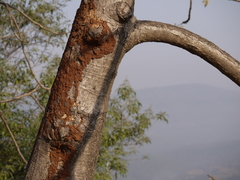 Sterculia villosa