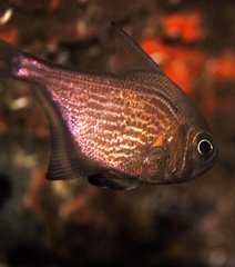 Pempheris multiradiata