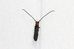 Oberea perspicillata