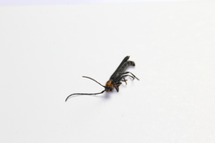 Oberea perspicillata