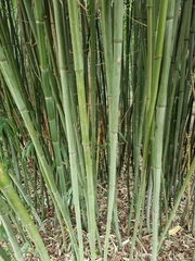 Phyllostachys bissetii