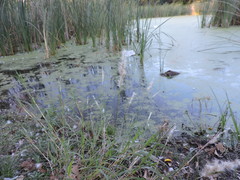 Bothriochloa torreyana