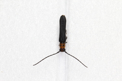 Oberea perspicillata