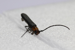 Oberea perspicillata