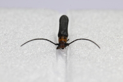 Oberea perspicillata