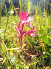 Anacamptis papilionacea papilionacea