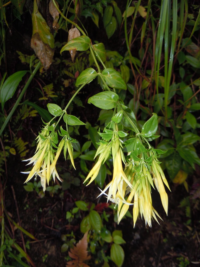 Lisianthius seemannii