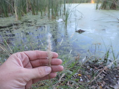 Bothriochloa torreyana