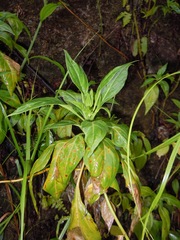 Lisianthius seemannii