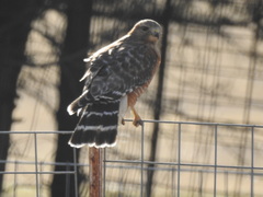 Buteo lineatus