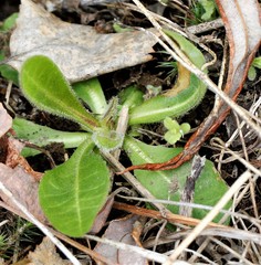 Picris japonica kamtschatica