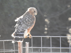 Buteo lineatus