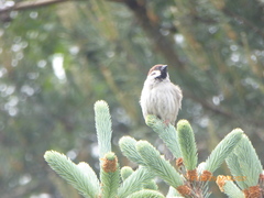 Passer montanus