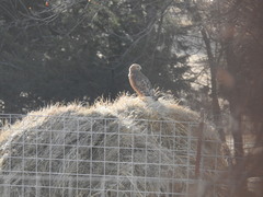 Buteo lineatus