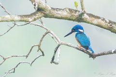Alcedo semitorquata