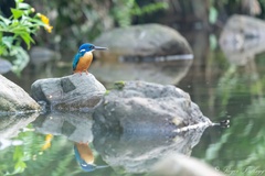 Alcedo semitorquata