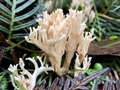 Ramaria pyrispora