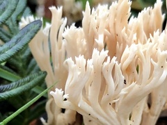 Ramaria pyrispora