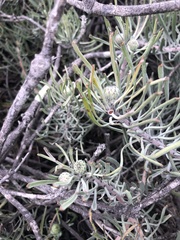 Leucospermum tomentosum
