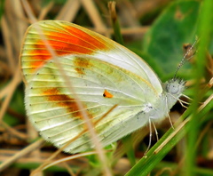 Colotis euippe omphale