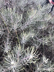 Leucospermum tomentosum