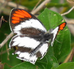 Colotis euippe