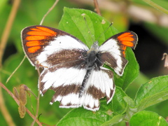 Colotis euippe