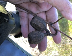 Eucalyptus planchoniana